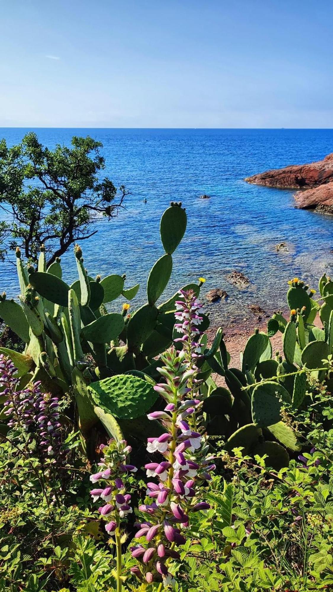 T2 En Rez De Jardin Privatif Cloture , Cap Esterel Pierre Et Vacances ,Piscine Chauffee Des Le 05 Avril Au 02 Novembre Saint-Raphaël Екстериор снимка
